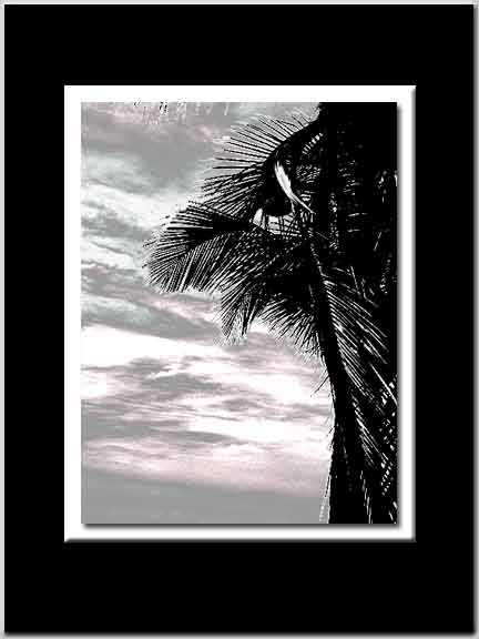 Palm Tree Art