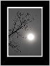 Halo Bw