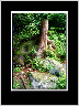 Rock and Tree